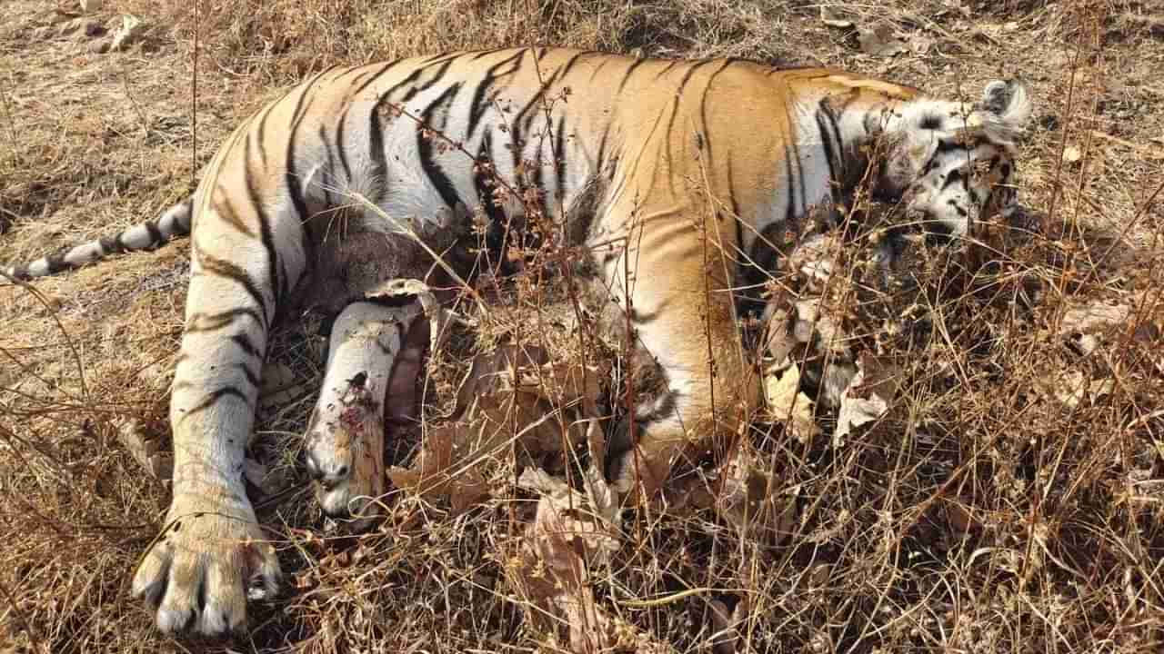 కడుపులో మూడు పిల్లలు.. పొలం గట్టులో తల్లడిల్లి ప్రాణాలు విడిచిన ఆడ పులి..!