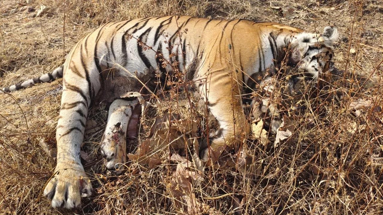 కడుపులో మూడు పిల్లలు.. పొలం గట్టులో తల్లడిల్లి ప్రాణాలు విడిచిన ఆడ పులి..!