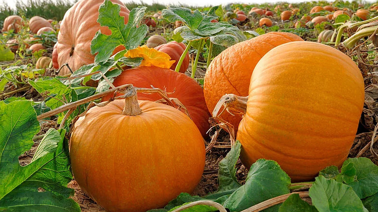 గుమ్మడికాయలో యాంటీ ఆక్సిడెంట్లు, విటమిన్ సి, బీటా కెరోటీన్ ఎక్కువగా ఉంటాయి. గుమ్మడికాయ తినడం వల్ల కణాల ఆక్సీకరణ ఒత్తిడి తగ్గుతుంది. గుమ్మడికాయను తినడం వల్ల సెరోటోనిన్, మెలటోనిన్ ఉత్పత్తి అవుతాయి. ఇవి నిద్ర నాణ్యతను పెంచుతాయి. గుమ్మడికాయ తింటే నిద్రలేమి ఉండదు.