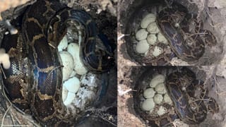 Tirumala: ఇకనుంచి శ్రీవారి సేవలు విశ్వవ్యాప్తం.. సీఎం చంద్రబాబు ఆదేశాలతో టీటీడీ కీలక నిర్ణయం..