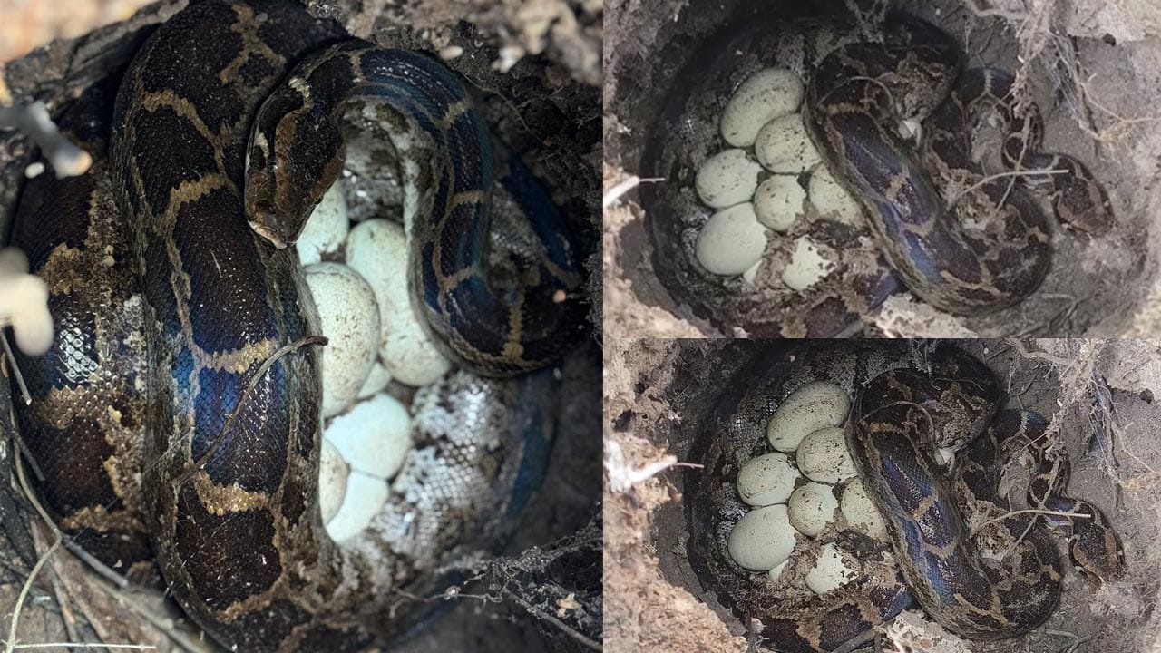 Viral Video: అమ్మబాబోయ్.. కొండచిలువ గుడ్లను ఎప్పుడైనా కళ్లారా చూసారా..! వామ్మో.. ఇదిగో