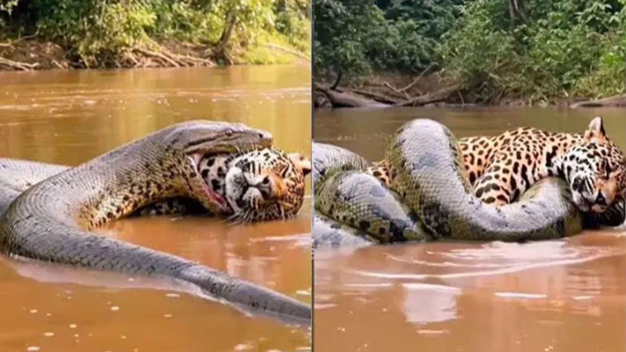 Viral Video: పులిని అమాంతం మింగబోయిన అనకొండ... ఆఖరికి జరిగింది చూసి అంతా షాక్