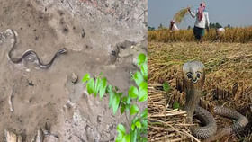 కురుస్తున్న వర్షాలతో బయటకు వస్తున్న పాములు.. భయం... భయంగా రైతులు కురుస్తున్న వర్షాలతో బయటకు వస్తున్న పాములు.. భయం... భయంగా రైతులు