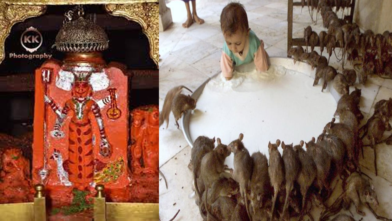 Rajasthan: అక్కడ ఎలుకలే అమ్మవారి స్వరూపం.. భక్తులు పెట్టిన ప్రసాదం తింటే అమ్మవారి అనుగ్రహం ఉన్నట్లే..