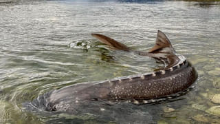 ఓరీ దేవుడో.. గాలివాన బీభత్సం..! ఇంటి పైకప్పుతో ఎగిరిపోయిన చిన్నారులు