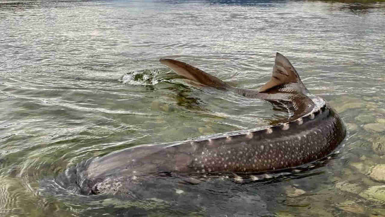 Viral: దండిగా చేపల పడతాయని వేటకు వెళ్తే.. గాలానికి చిక్కింది చూడగా