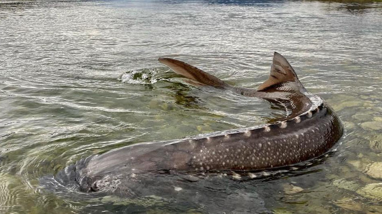 Viral: దండిగా చేపల పడతాయని వేటకు వెళ్తే.. గాలానికి చిక్కింది చూడగా