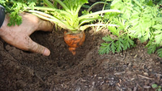 కరాచీ-క్వెట్టా హైవేపై ఆర్మీ కాన్వాయ్‌పై దాడి.. 32 మంది పాకిస్తాన్ సైనికులు మృతి!