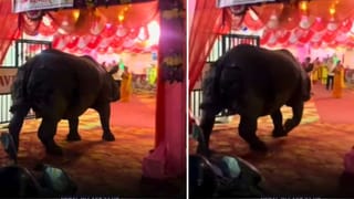 Viral Video: హలో బాయ్స్‌ .. గాళ్స్‌! పెళ్లంటే ఇలా చేసుకోవాలి… వైరల్‌గా మారిన పర్యావరణ హిత వివాహం