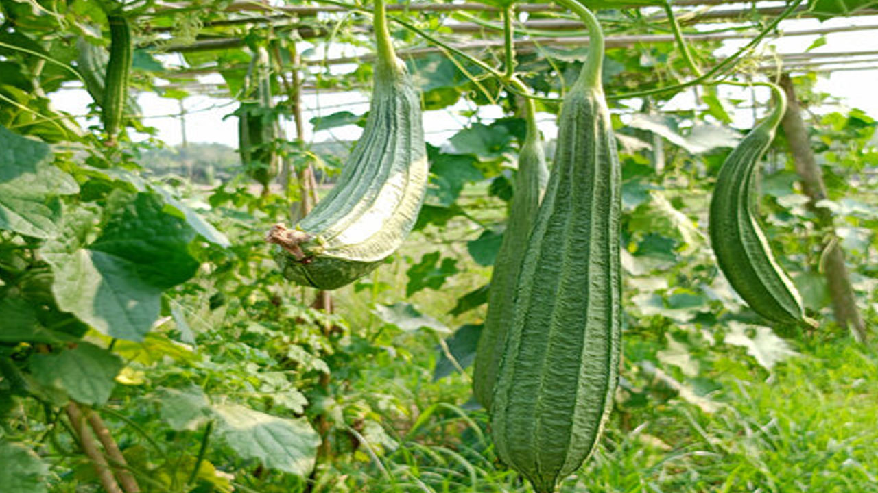 Ridge Gourd 
