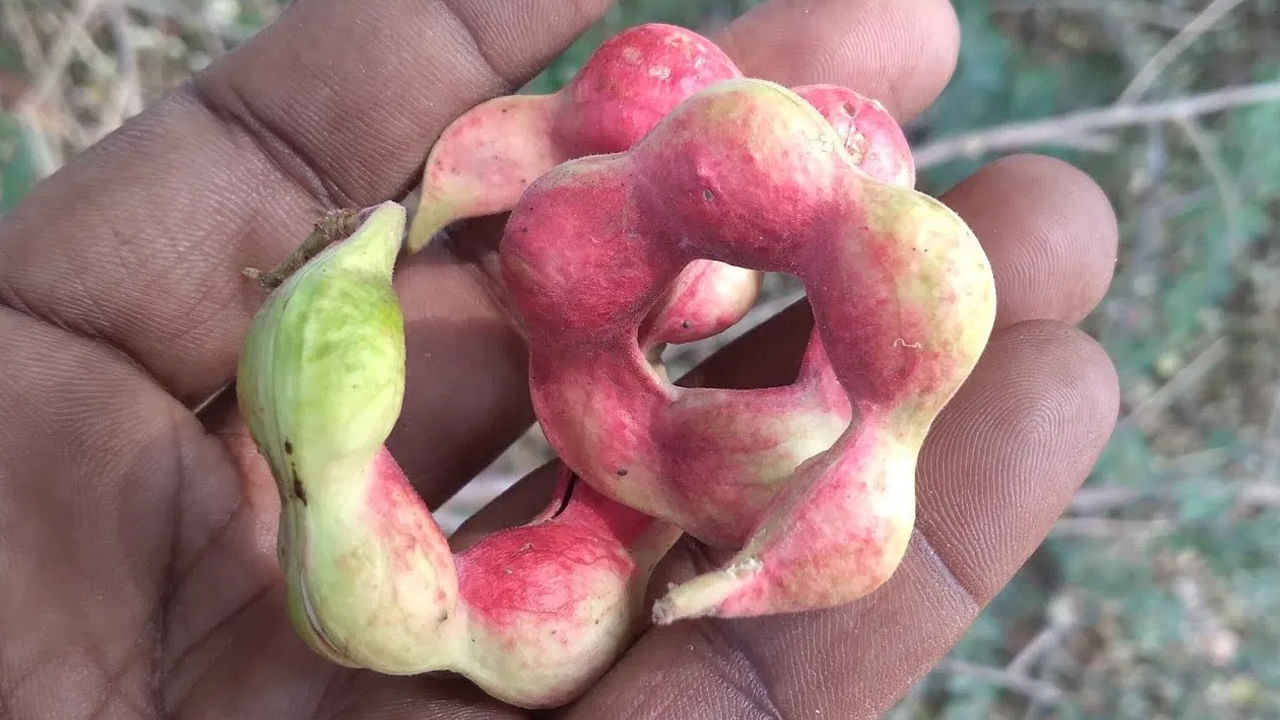 సీమ చింతకాయలోని గుణాలు గుండె ఆరోగ్యానికి మంచిది. ఇందులో ఉండే పొటాషియం, యాంటీ ఆక్సిడెంట్లు రక్తంలో కొలెస్ట్రాల్ స్థాయిలను నియంత్రణలో ఉంచుతాయి. తద్వారా గుండె జబ్బుల ప్రమాదాన్ని తగ్గిస్తుంది. రక్తపోటును సమతుల్యంగా ఉంచడంలో సీమ చింతకాయ మరింత మేలు చేస్తుంది. క్షయవ్యాధి నివారణకు ఈ చెట్టు వేర్లు బాగా పనిచేస్తాయి.