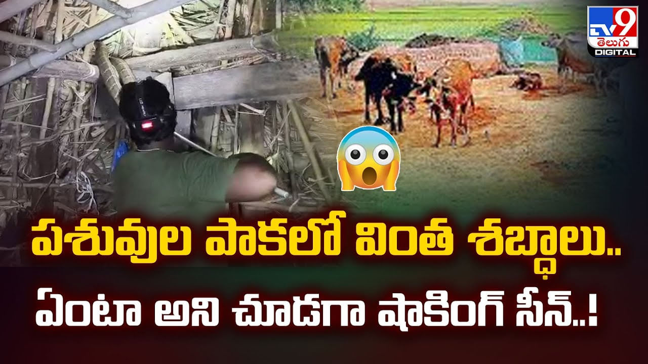 పశువుల పాకలో వింత శబ్ధాలు.. ఏంటా అని చూడగా షాకింగ్‌ సీన్‌..!