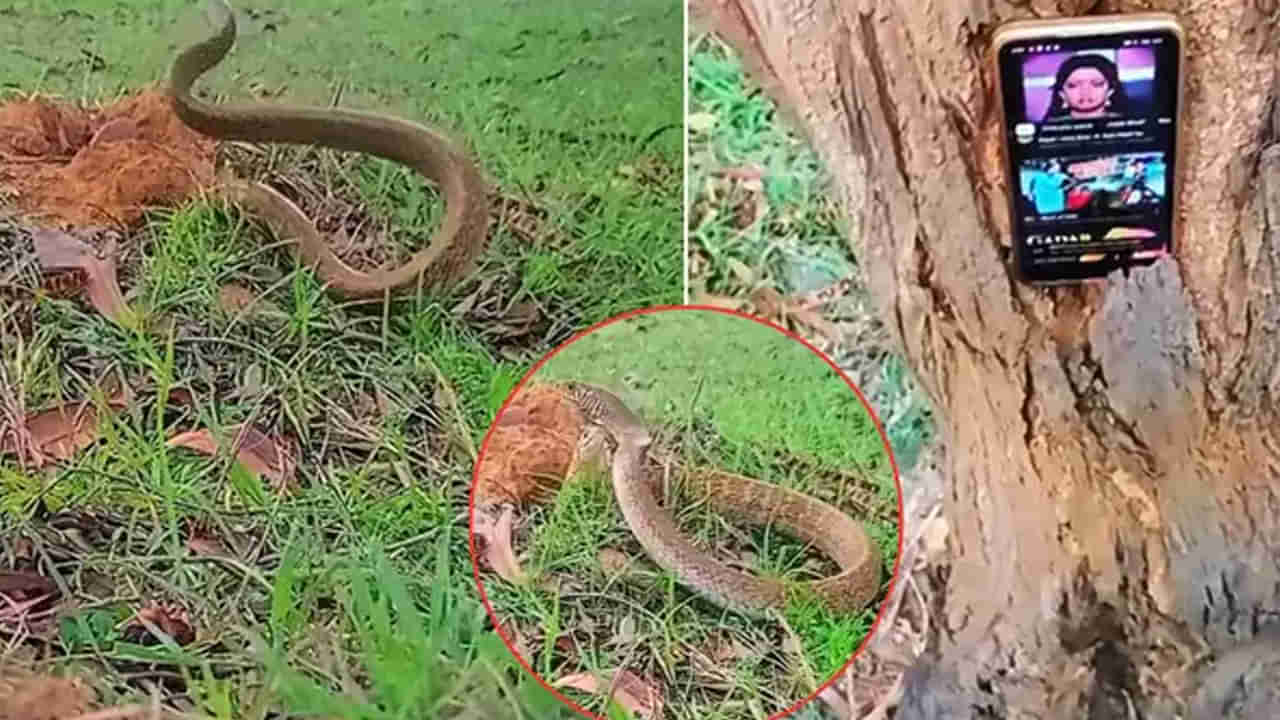 Viral Video: పాము పుట్టకు సమీపంలో ఫోన్ పెట్టి నాగినీ ట్యూన్ ప్లే చేశారు.. కాసేపటికి..