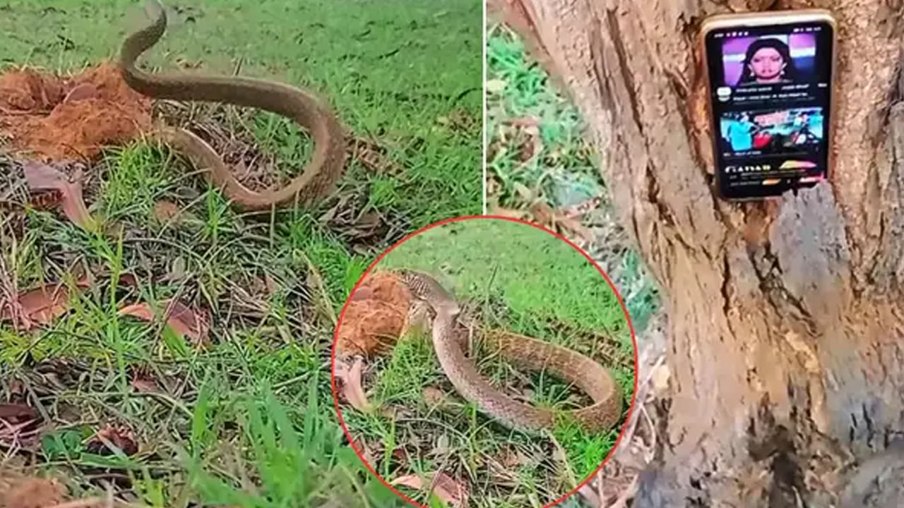 Viral Video: పాము పుట్టకు సమీపంలో ఫోన్ పెట్టి నాగినీ ట్యూన్ ప్లే చేశారు.. కాసేపటికి..