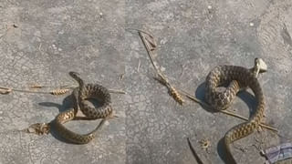 Viral Video: ఈ క్యాబ్‌లో ఒక్కసారి ప్రయాణిస్తే మర్చిపోయే ఛాన్సే లేదు… నీ ఐడియా సూపర్‌ బ్రో