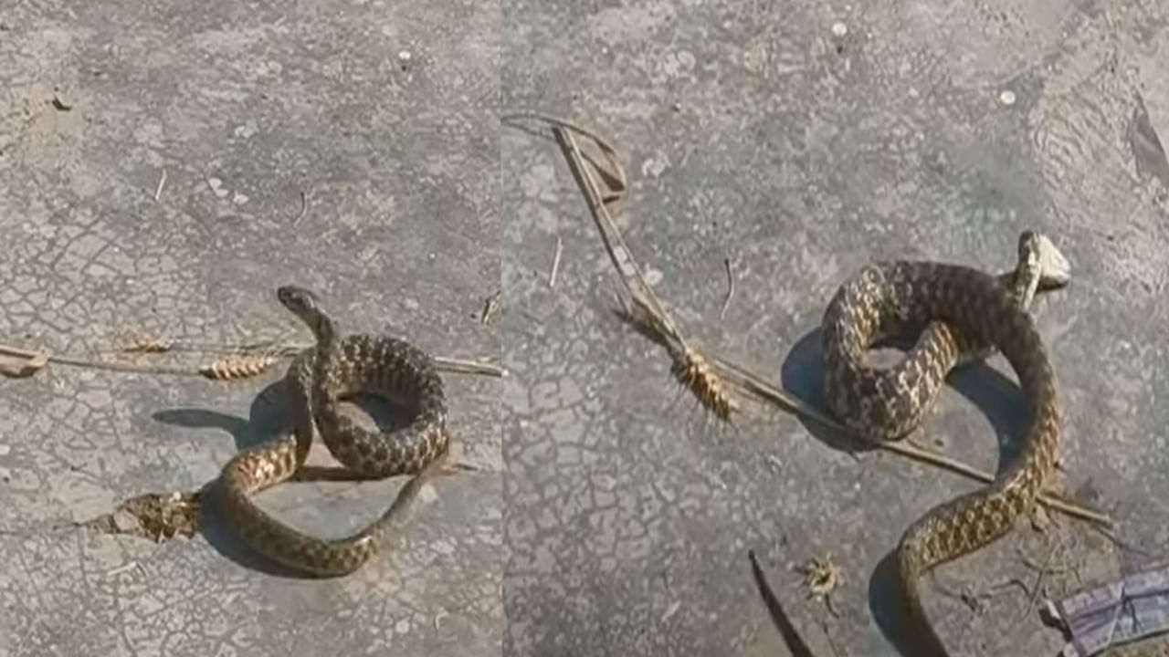 Snake Dance: నాగిని సాంగ్కు ఓ రేంజ్లో డ్యాన్స్ చేస్తున్న పాము.. ఒక్క రోజులోనే రెండు కోట్ల వ్యూస్ సొంతం..