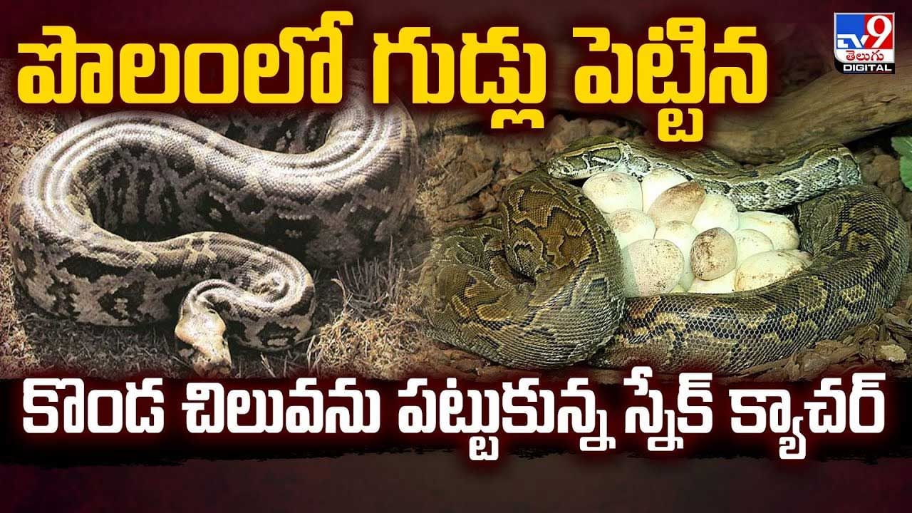 పని చేద్దామని పొలంలోకి వెళ్లిన రైతు.. ఒక్కసారిగా షాక్ వీడియో