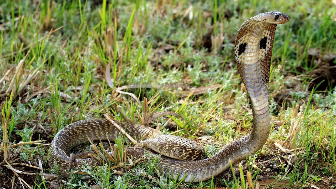 చాలా మంది శకునాలను నమ్ముతారు. పిల్లి బయటకు వెళ్తున్న సమయంలో ఎదురు అయితే అది అశుభ సంకేతం అని, నెమలి పురి విప్పి నృత్యం చేస్తే అది అదృష్టానికి సంకేతమని నమ్ముతారు. అదేవిధంగా హిందూ మత విశ్వాసాల ప్రకారం పాములు కూడా శుభ, అశుభ చిహ్నాలను సూచిస్తాయి. కనుక పాము కుడి నుంచి ఎడమకు లేదా ఎడమ నుంచి కుడికి వెళ్తుంటే దాని అర్థం ఏమిటో అర్థం చేసుకుందాం.