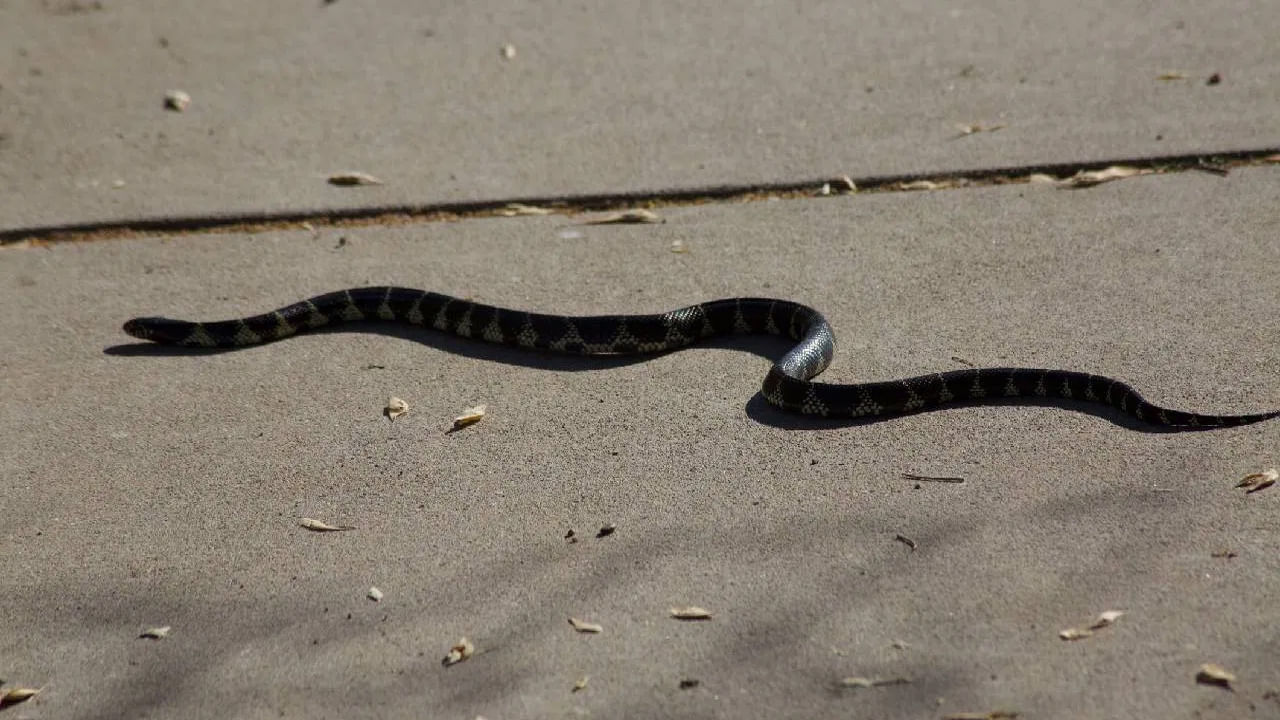 పాము కుడి నుంచి ఎడమకు రోడ్డు దాటితే: మీరు ఏదైనా ముఖ్యమైన పని కోసం ప్రయాణిస్తున్న సమయంలో కుడి నుంచి ఎడమకు పాము రోడ్డు దాటుతున్నట్లు మీరు చూస్తే..మీరు చేయబోయే పనిలో విజయం సాధిస్తారు. మీరు డబ్బు కోసం ప్రయాణిస్తుంటే.. మీకు ఆర్థిక ప్రయోజనాలు లభిస్తాయని నమ్ముతారు.