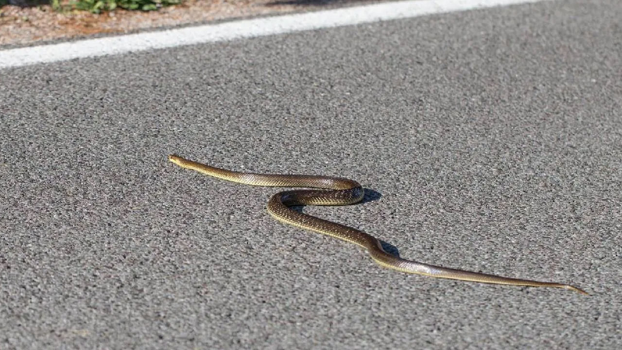 మీ ఎడమ వైపు నుంచి రోడ్డు దాటుతున్న పాములు చూస్తే: మీరు రోడ్డుపై నడుస్తున్న సమయంలో ఎడమ వైపు నుంచి రోడ్డు దాటుతున్న పాముని చూస్తే.. అది శుభ శకునం కాదు. ఆ రోజు మీరు ఏమి చేసినా లేదా ఎక్కడికి వెళ్ళినా చేయాలనుకున్న పని సక్సెస్ కాదు. అంటే పనిలో విజయం సాధించే అవకాశాలు తక్కువగా ఉంటాయని అంటారు.