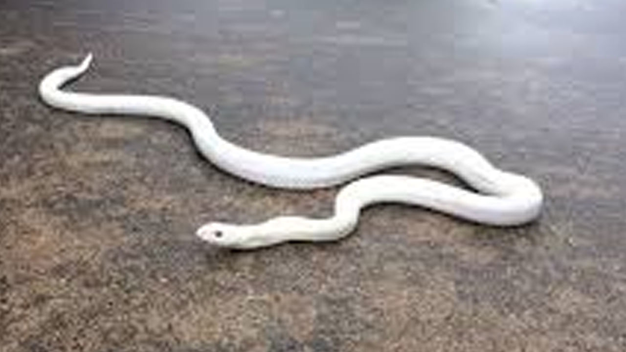 తెల్ల పామును చూసినట్లయితే: సాధారణంగా తెల్ల పాములు కనిపించడం చాలా అరుదు. అయితే ఒకవేళ తెల్ల పాములను చూసినట్లయితే.. అది చాలా శుభసూచకంగా పరిగణించబడుతుంది. అంటే మీరు వెళ్తున్న పనిలో ఏర్పడే అడ్డంకులు తొలగిపోయి మీకు శుభ ఫలితాలు లభిస్తాయి.