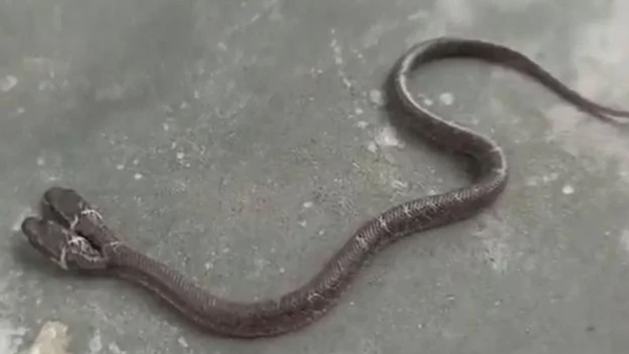 ఇంట్లో రెండు తలల పాము కనిపిస్తే: ఇంట్లో లేదా ఎక్కడైనా రెండు తలల పాము కనిపిస్తే అది చాలా శుభప్రదంగా పరిగణించబడుతుంది. అలాంటి పాము లక్ష్మీదేవి రాకకు సంకేతం. ఈ పాములు విషపూరితమైనవి కావు, కనుక వాటిని ఇబ్బంది పెట్టవద్దు. లేదా చంపవద్దు.