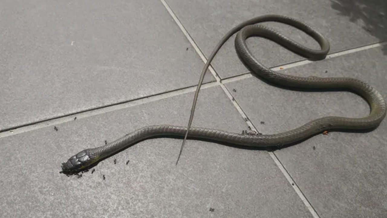 ఇంట్లో లేదా ఎక్కడికైనా వెళ్ళేటప్పుడు చనిపోయిన పాముని చూస్తే: చనిపోయిన పాము కనిపిస్తే అది చెడుకి సంకేతం అని.. శకున శాస్త్రం ప్రకారం ఇంట్లో పాము చనిపోయి కనిపిస్తే అది అశుభానికి సంకేతం అని అంటారు. అటువంటి పరిస్థితిలో అశుభ ప్రభావాలను నివారించడానికి శివుడికి జలాభిషేకం చేయడం మంచిది.