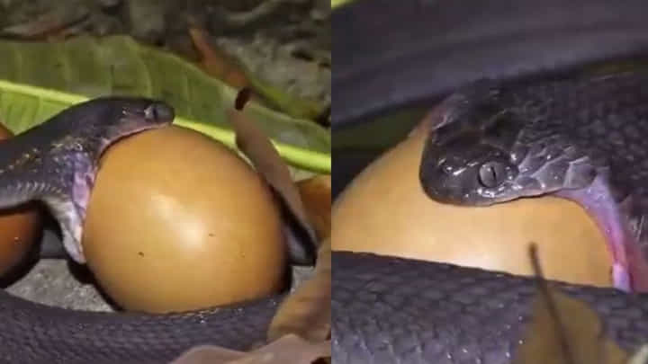 Viral Video: తన తల కంటే 5 రెట్లు పెద్దగా ఉన్న గుడ్డును అమాంతం మింగేసిన పాము.. Viral Video: తన తల కంటే 5 రెట్లు పెద్దగా ఉన్న గుడ్డును అమాంతం మింగేసిన పాము..