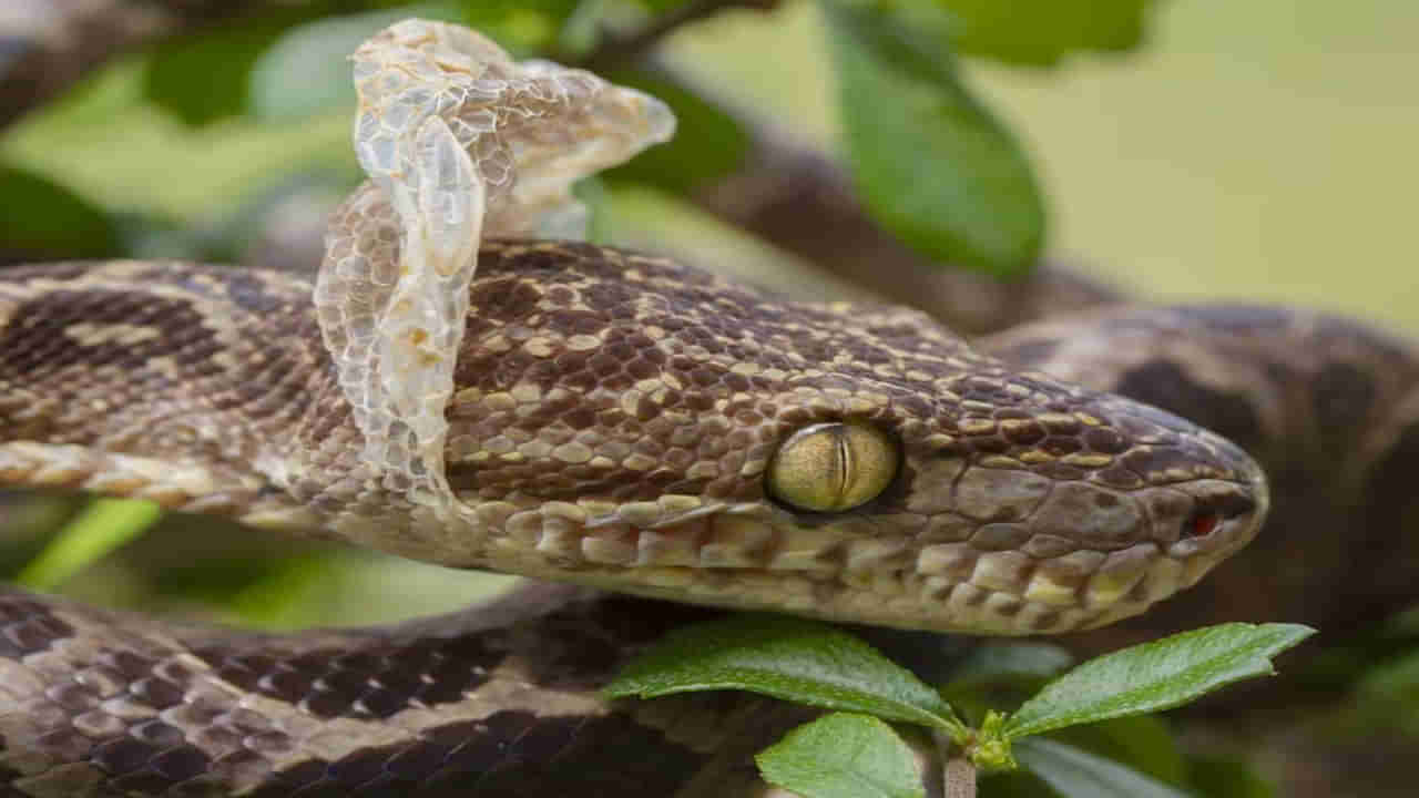 పాములు తమ చర్మాన్ని ఎందుకు విడిచిపెడతాయో తెలుసా..? ఆ కారణం ఏంటంటే..