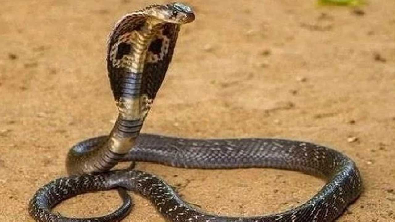 ముఖ్యంగా మీ ఇంట్లో ఉండే పరికరాల పట్ల చాలా జాగ్రత్తగా ఉండాలి. కుక్కల షెడ్స్, కోళ్ల షెడ్స్ క్లీన్గా ఉంచుకోవాలి. అదే విధంగా మీ ఇంట్లోఉండే షూస్ కూడా మంచి ప్లేస్లో పాములు దూరని చోట పెట్టుకోవాలి. దీని వలన షూలల్లోకి పాములు వెళ్లకుండా ఉంటాయి.