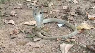 వర్షాకాలంలో వేడి వేడిగా.. తెలంగాణ స్పెషల్ సర్వపిండి తింటే ఆ కిక్కే వేరు!