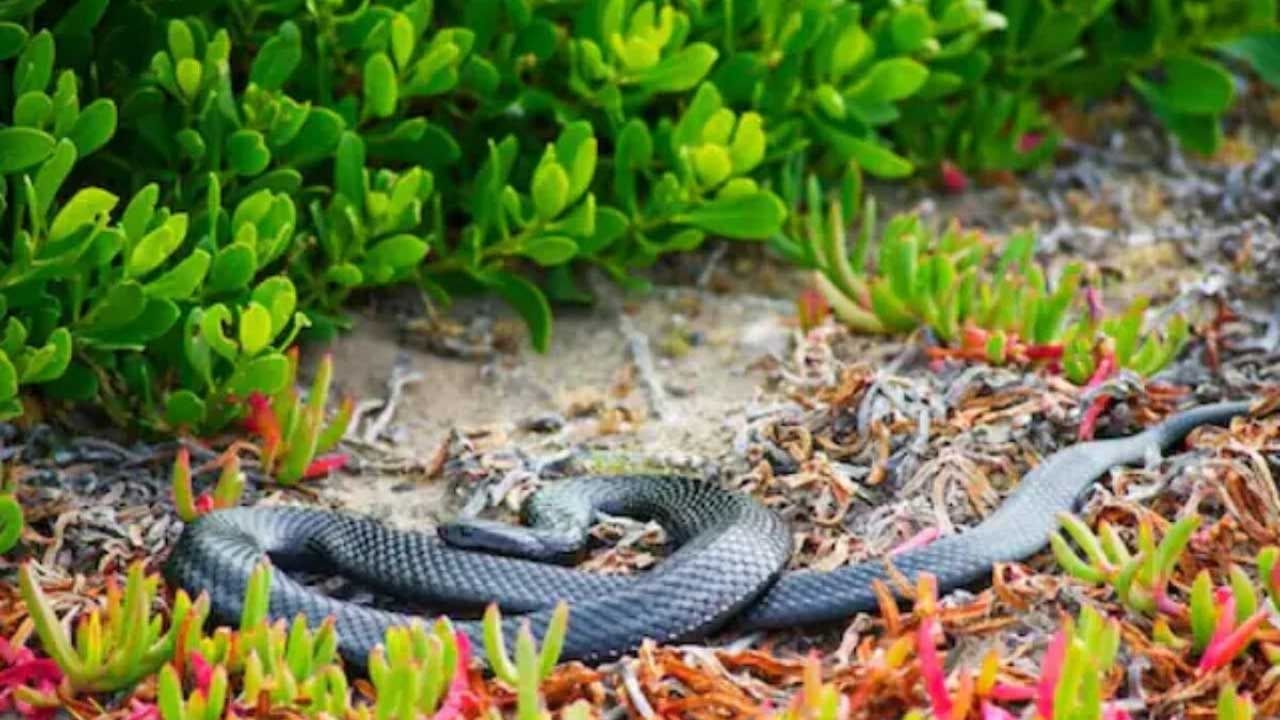 ఎప్పుడూ కానీ బట్టలను కుప్పలు కుప్పలుగా పెట్టకూదు. ఎందుకంటే కొన్ని సార్లు బట్టల్లో పాములు నివాసం ఉండేఛాన్స్ ఎక్కువగా ఉంటుంది. అలాగే,చెత్తను కుప్పలు కుప్పులుగా ఎక్కడ పడితే అక్కడ పెట్టకూడదు.