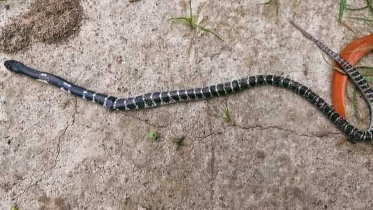 ఇంటి దగ్గర మట్టితో కూడిన బొరియలు ఉంటే వాటిని లేకుండా చేయాలి. ఎందుకంటే ఒక వేళ పాములు వచ్చి అందులో నివాసం ఉండే ఛాన్స్ ఉంది. ఇంటి గోడలకు హోల్స్ ఉంటే వాటిని మట్టితో కానీ, సింమెంట్ తో కానీ హోల్స్ ను మూసి వేయాలి. దీని వలన పాములు నివాసం ఉండటానికి ఛాన్స్ లేకుండా ఉంటుంది.