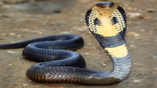 చేప నిజంగా మాంసాహారమా.. లేక శాఖాహారమా…? నిపుణులు చెప్పేది వింటే షాక్ అవ్వాల్సిందే..!