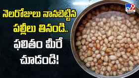 నెలరోజులు నానబెట్టిన పల్లీలు తినండి..ఫలితం మీరే చూడండి! నెలరోజులు నానబెట్టిన పల్లీలు తినండి..ఫలితం మీరే చూడండి!
