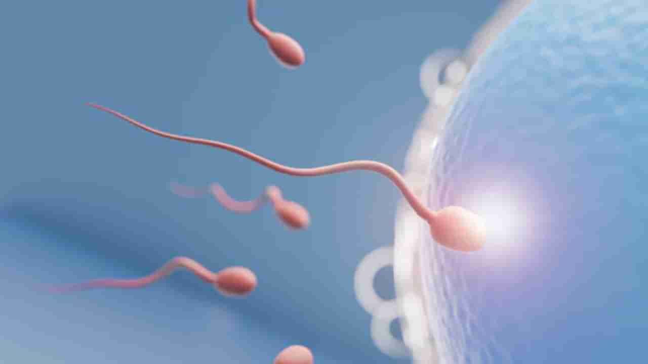 స్పెర్మ్ కౌంట్ పెంచే సూపర్ ఫుడ్స్ ఇవే.. వీటిని అస్సలు మిస్ కాకండి..!