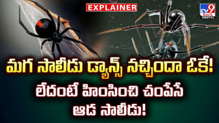 నడిరోడ్డు పై గిరినాగు..పడగ విప్పి.. బుసలు కొట్టి..వీడియో