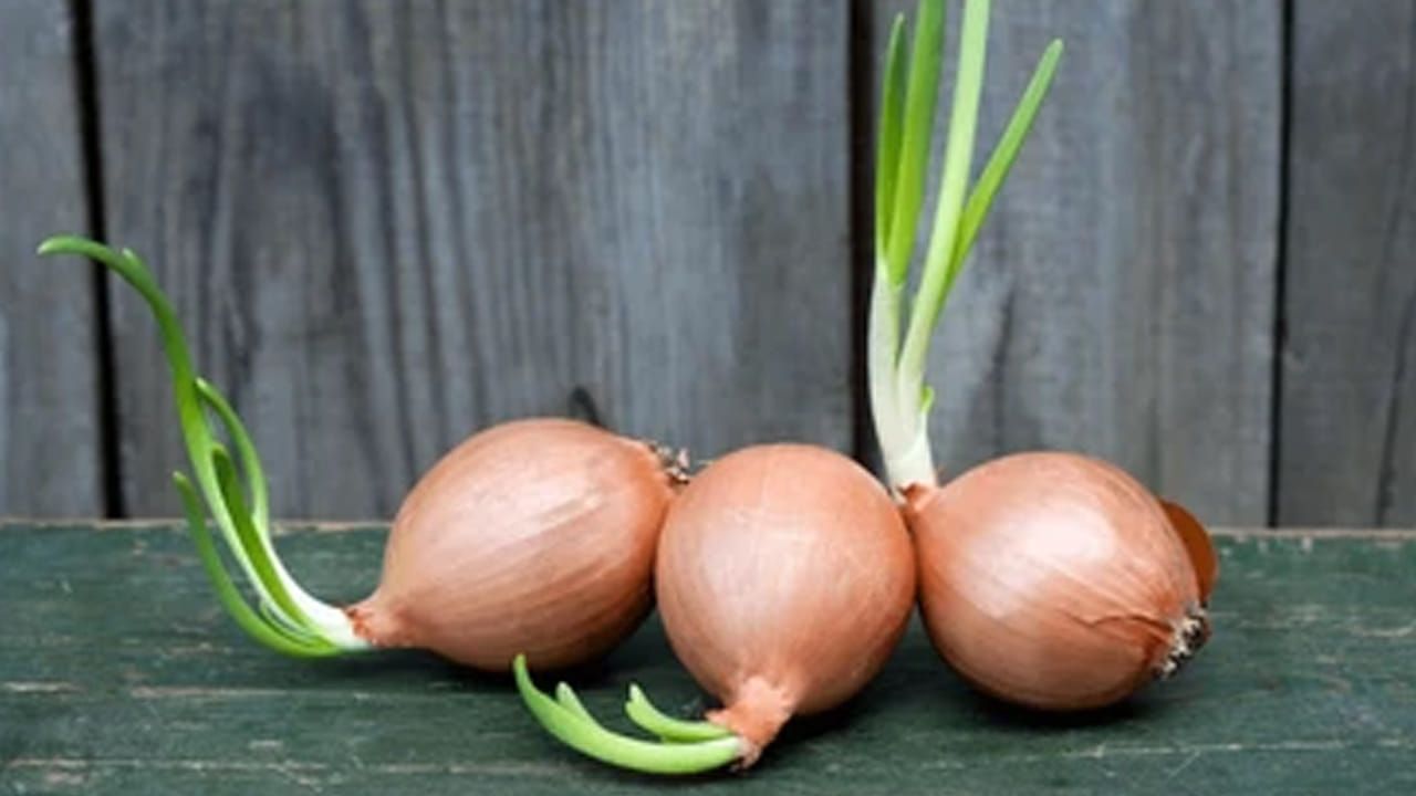 
పోషకాలకు శక్తి కేంద్రం: ఉల్లిపాయ మొలకెత్తినప్పుడు.. దాని పోషకాలు అనేక రెట్లు పెరుగుతాయి. విటమిన్ సి, విటమిన్ బి, ఫైబర్, యాంటీఆక్సిడెంట్లు , అనేక రకాల ఖనిజాలు ఇందులో పుష్కలంగా లభిస్తాయి. ఇవన్నీ మన శరీరాన్ని లోపలి నుంచి బలోపేతం చేయడంలో సహాయపడతాయి.