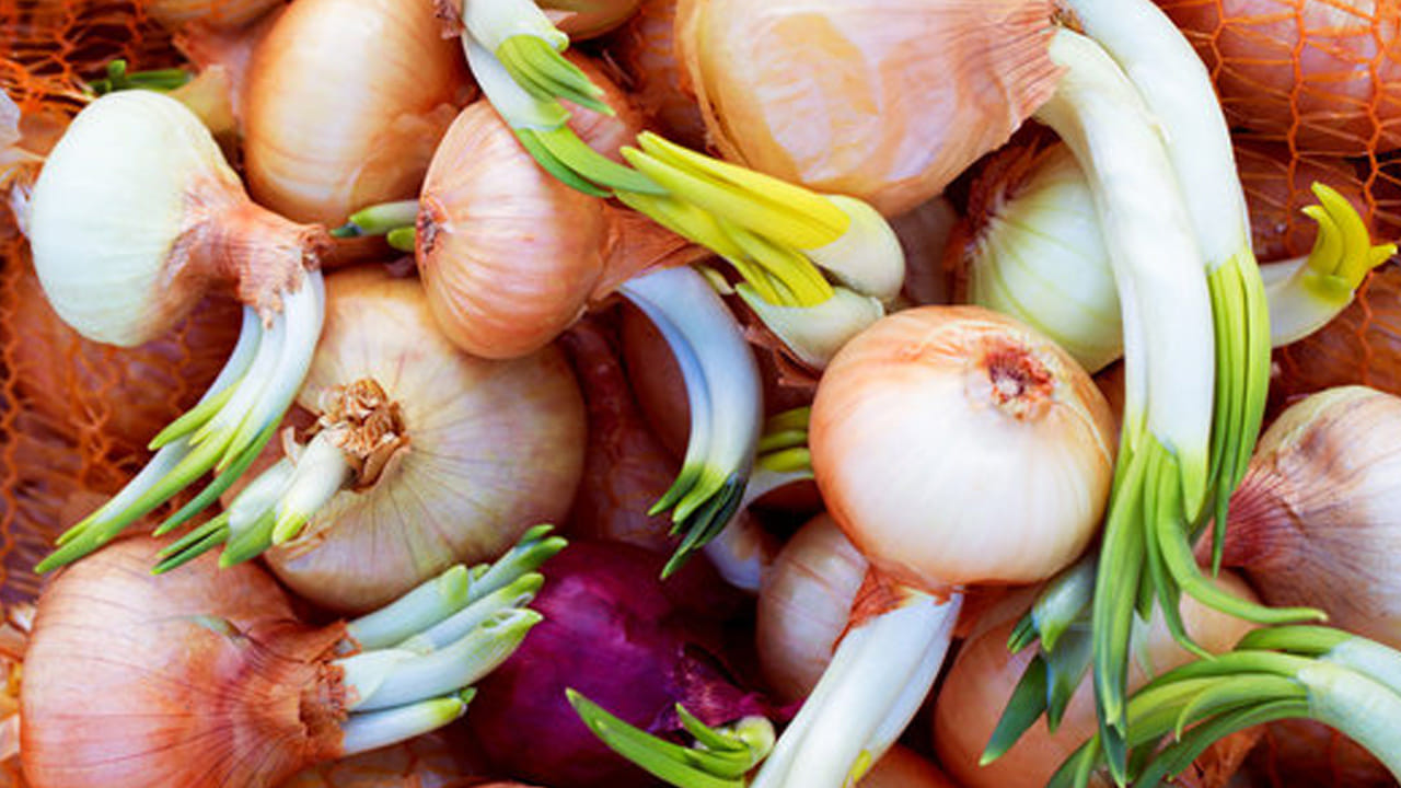 పదిలంగా హృదయం: కొన్ని అధ్యయనాలు మొలకెత్తిన ఉల్లిపాయలు కొలెస్ట్రాల్ స్థాయిలను నియంత్రించడంలో సహాయపడే లక్షణాలను కలిగి ఉన్నాయని, ఇది గుండె సంబంధిత వ్యాధుల ప్రమాదాన్ని తగ్గిస్తుందని సూచిస్తున్నాయి. ఇది మీ గుండె ఆరోగ్యానికి గొప్ప సహజ నివారణ కావచ్చు.
