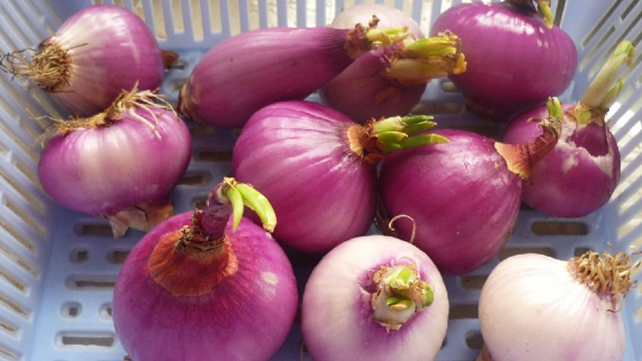 యాంటీఆక్సిడెంట్ల నిధి:  శరీరంలో ఫ్రీ రాడికల్స్ అనేక తీవ్రమైన వ్యాధులకు కారణమవుతాయి. వృద్ధాప్య ప్రక్రియను వేగవంతం చేస్తాయి. అటువంటి ఈ  ఫ్రీ రాడికల్స్ వల్ల శరీరానికి కలిగే నష్టం నుంచి మొలకెత్తిన ఉల్లిపాయలలో ఉండే క్వెర్సెటిన్ వంటి శక్తివంతమైన యాంటీఆక్సిడెంట్లు రక్షిస్తాయి. ఈ యాంటీఆక్సిడెంట్లు మనల్ని యవ్వనంగా, ఆరోగ్యంగా ఉంచడంలో సహాయపడతాయి.
