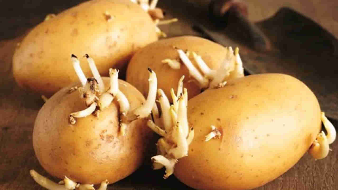 అలర్ట్‌.. మొలకెత్తిన బంగాళాదుంపలు తింటున్నారా..? శరీరంలో ఏం జరుగుతుందో తెలిస్తే..