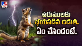 ఉరుములకు భయపడిన ఉడుత..ఏం చేసిందంటే ఉరుములకు భయపడిన ఉడుత..ఏం చేసిందంటే