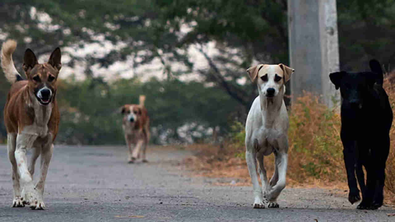 Viral News: సాదుకుంటానని నమ్మించి చంపి తింటుంది... చివరికి ఇలా దొరికింది