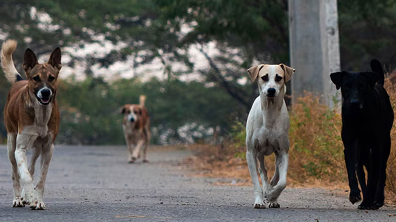 Viral News: సాదుకుంటానని నమ్మించి చంపి తింటుంది... చివరికి ఇలా దొరికింది