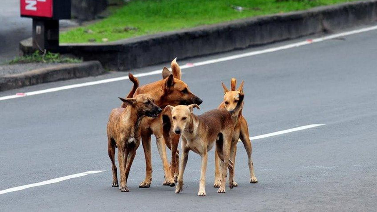 Dogs Barking: కొంతమంది చూసినప్పుడు మాత్రమే కుక్కలు ఎందుకు ఎక్కువగా మొరుగుతాయో తెలుసా..