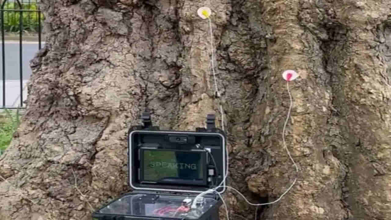 Viral Video: నేరుగా మొక్కలతో ముచ్చట పెట్టొచ్చు...! డబ్లిన్లోని ట్రినిటి కాలేజ్ పరిశోధకుల విజయం