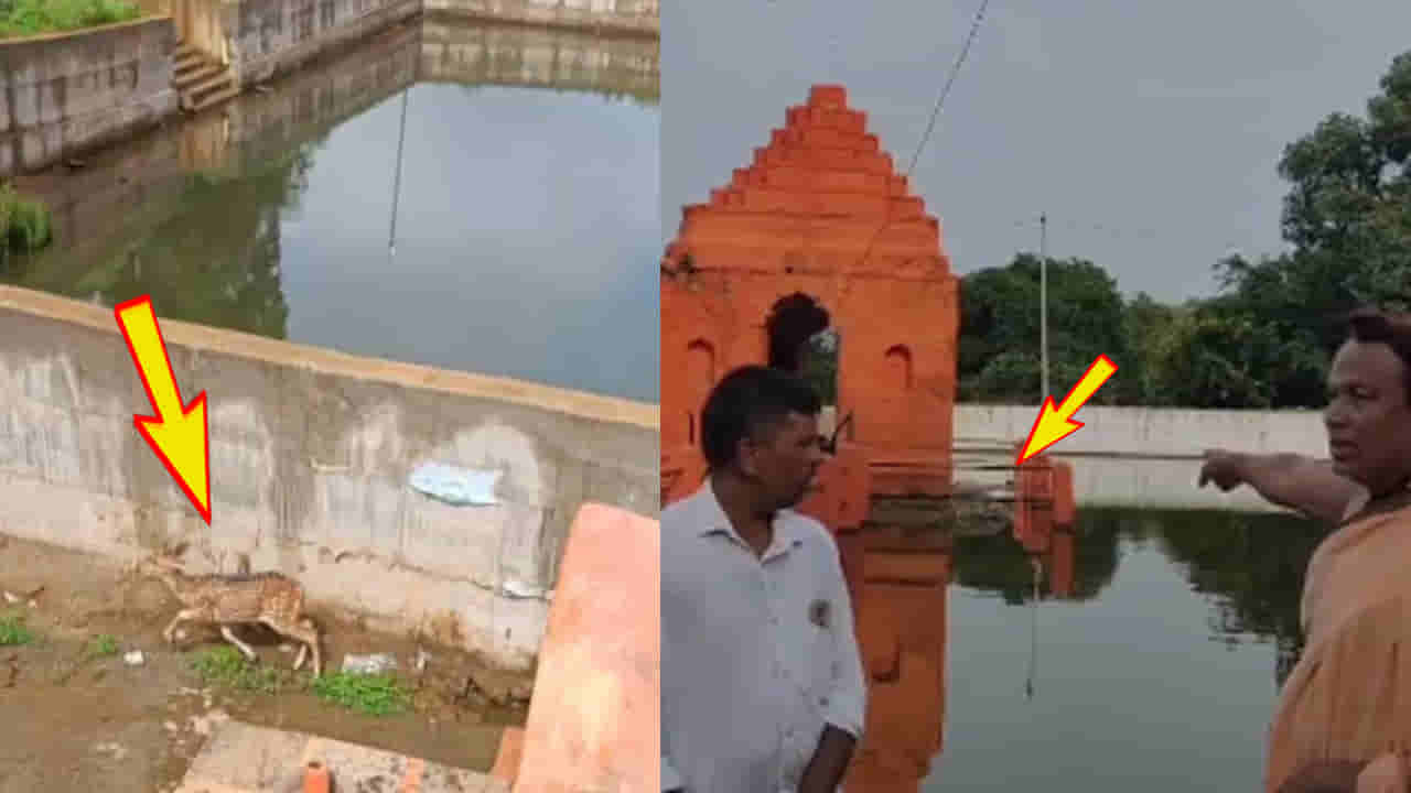 రాష్ట్ర జంతువుకు రక్షణేది..? దామగుండం ఫారెస్ట్లో మచ్చల జింకల మృత్యుఘోష