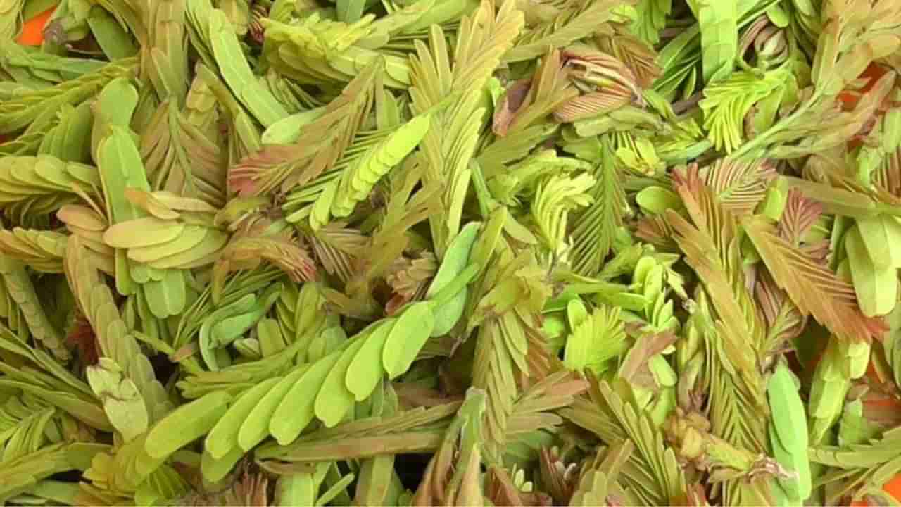 Tender Tamarind Leaves: చింతలన్నీ దూరం చేసే దివ్యౌషధం.. తెలిస్తే ఆశ్చర్యపోతారు..!