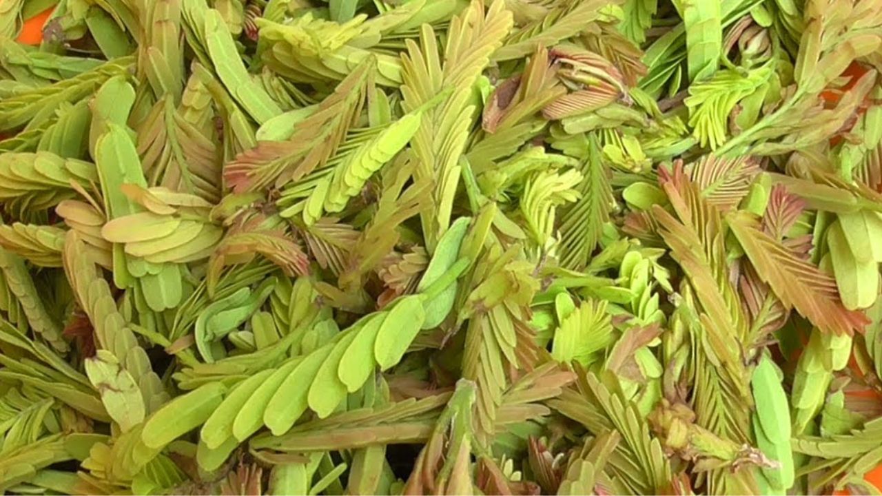 Tender Tamarind Leaves: చింతలన్నీ దూరం చేసే దివ్యౌషధం.. తెలిస్తే ఆశ్చర్యపోతారు..!