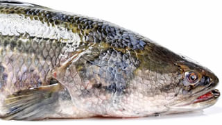 Phool Makhana Payasam: పూల్ మఖానా పాయసంలో పోషకాలు మెండు… తక్కువ సమయంలో రుచికరంగా ఎలా చేసుకోవాలంటే..